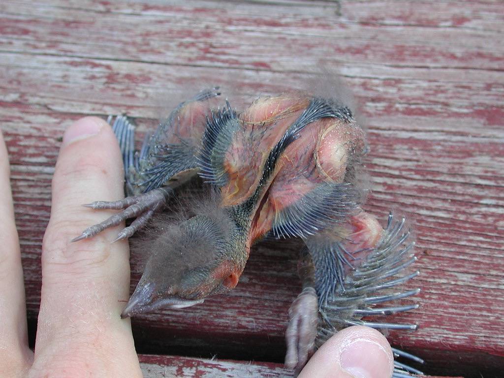 Nestling Common Grackle showing pterylae by larus10 is marked with CC PDM 1.0